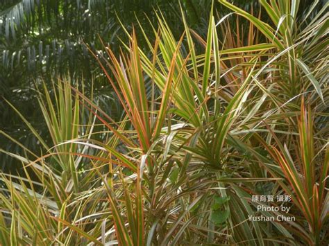 紅邊竹蕉照顧|把陽光留給你 可以活在陰暗角落的10款室內植物們 